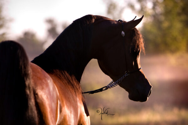 Bey Ambition - Breeding